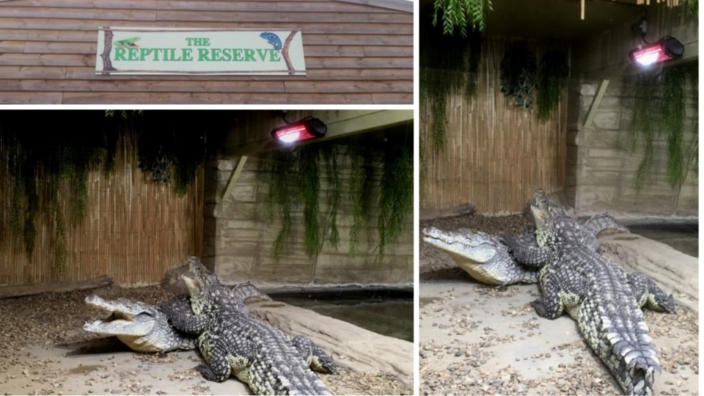 Cold blooded reptile sales shop