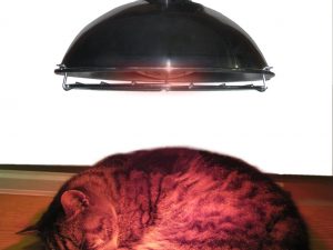 Leisure Heating Pet Heater with 250W Ruby Lamp and 2 Heat Settings